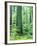 Canada, Vancouver Island. Old-Growth Douglas Fir Tree-Jaynes Gallery-Framed Photographic Print