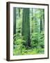 Canada, Vancouver Island. Old-Growth Douglas Fir Tree-Jaynes Gallery-Framed Photographic Print