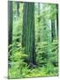 Canada, Vancouver Island. Old-Growth Douglas Fir Tree-Jaynes Gallery-Mounted Photographic Print