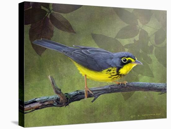 Canada Warbler-Chris Vest-Stretched Canvas