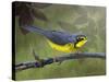 Canada Warbler-Chris Vest-Stretched Canvas