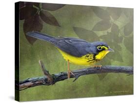 Canada Warbler-Chris Vest-Stretched Canvas