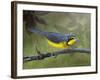 Canada Warbler-Chris Vest-Framed Art Print