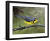 Canada Warbler-Chris Vest-Framed Art Print