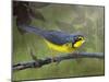 Canada Warbler-Chris Vest-Mounted Art Print