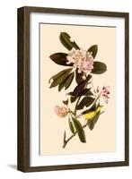 Canada Warblers-John James Audubon-Framed Giclee Print