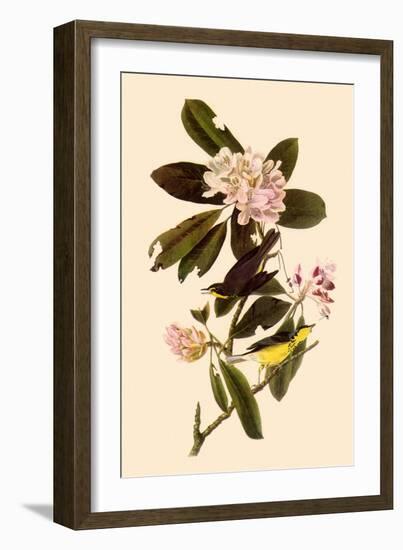 Canada Warblers-John James Audubon-Framed Giclee Print