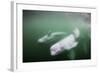 Canada, Young Beluga Whale Calf Swimming with Mother and Pod Near Mouth-Paul Souders-Framed Photographic Print