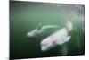 Canada, Young Beluga Whale Calf Swimming with Mother and Pod Near Mouth-Paul Souders-Mounted Photographic Print
