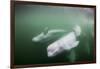 Canada, Young Beluga Whale Calf Swimming with Mother and Pod Near Mouth-Paul Souders-Framed Photographic Print