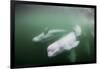 Canada, Young Beluga Whale Calf Swimming with Mother and Pod Near Mouth-Paul Souders-Framed Photographic Print