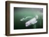 Canada, Young Beluga Whale Calf Swimming with Mother and Pod Near Mouth-Paul Souders-Framed Photographic Print