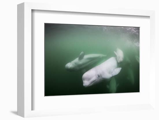 Canada, Young Beluga Whale Calf Swimming with Mother and Pod Near Mouth-Paul Souders-Framed Photographic Print