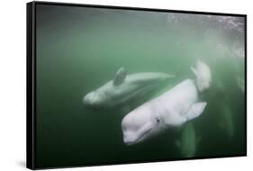 Canada, Young Beluga Whale Calf Swimming with Mother and Pod Near Mouth-Paul Souders-Framed Stretched Canvas
