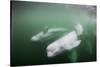 Canada, Young Beluga Whale Calf Swimming with Mother and Pod Near Mouth-Paul Souders-Stretched Canvas