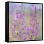 Canada, Yukon. Fireweed plant in bloom.-Jaynes Gallery-Framed Stretched Canvas