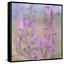 Canada, Yukon. Fireweed plant in bloom.-Jaynes Gallery-Framed Stretched Canvas