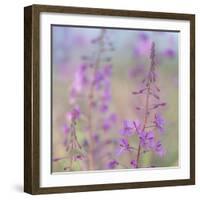 Canada, Yukon. Fireweed plant in bloom.-Jaynes Gallery-Framed Photographic Print