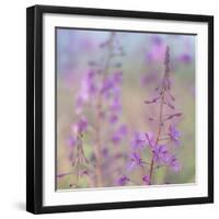 Canada, Yukon. Fireweed plant in bloom.-Jaynes Gallery-Framed Photographic Print