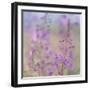 Canada, Yukon. Fireweed plant in bloom.-Jaynes Gallery-Framed Photographic Print