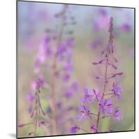 Canada, Yukon. Fireweed plant in bloom.-Jaynes Gallery-Mounted Photographic Print