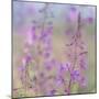 Canada, Yukon. Fireweed plant in bloom.-Jaynes Gallery-Mounted Photographic Print