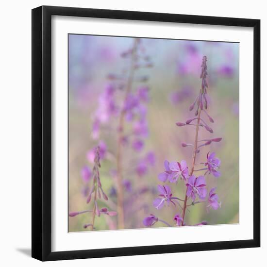 Canada, Yukon. Fireweed plant in bloom.-Jaynes Gallery-Framed Premium Photographic Print