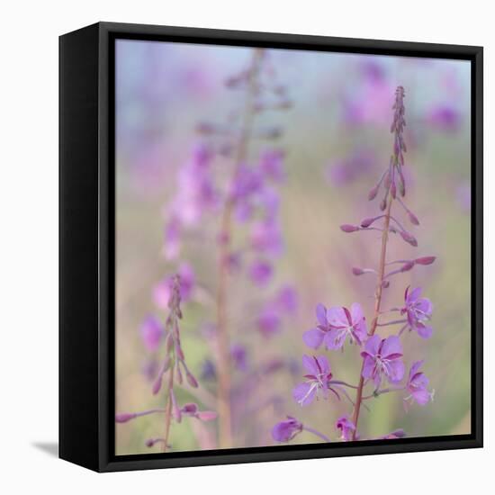 Canada, Yukon. Fireweed plant in bloom.-Jaynes Gallery-Framed Stretched Canvas
