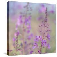 Canada, Yukon. Fireweed plant in bloom.-Jaynes Gallery-Stretched Canvas