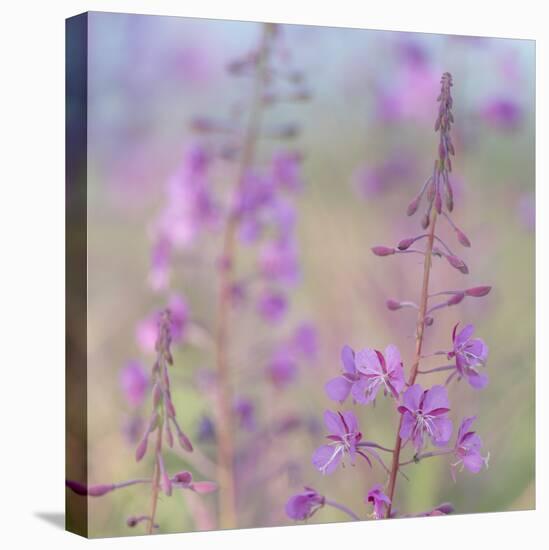 Canada, Yukon. Fireweed plant in bloom.-Jaynes Gallery-Stretched Canvas