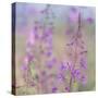 Canada, Yukon. Fireweed plant in bloom.-Jaynes Gallery-Stretched Canvas