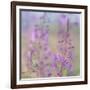 Canada, Yukon. Fireweed plant in bloom.-Jaynes Gallery-Framed Photographic Print