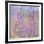 Canada, Yukon. Fireweed plant in bloom.-Jaynes Gallery-Framed Photographic Print