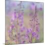 Canada, Yukon. Fireweed plant in bloom.-Jaynes Gallery-Mounted Photographic Print