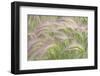 Canada, Yukon. Foxtail grass close-up.-Jaynes Gallery-Framed Photographic Print