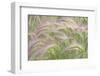 Canada, Yukon. Foxtail grass close-up.-Jaynes Gallery-Framed Photographic Print