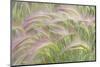 Canada, Yukon. Foxtail grass close-up.-Jaynes Gallery-Mounted Photographic Print