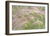 Canada, Yukon. Foxtail grass close-up.-Jaynes Gallery-Framed Photographic Print