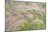 Canada, Yukon. Foxtail grass close-up.-Jaynes Gallery-Mounted Photographic Print