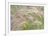 Canada, Yukon. Foxtail grass close-up.-Jaynes Gallery-Framed Photographic Print