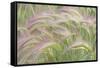 Canada, Yukon. Foxtail grass close-up.-Jaynes Gallery-Framed Stretched Canvas