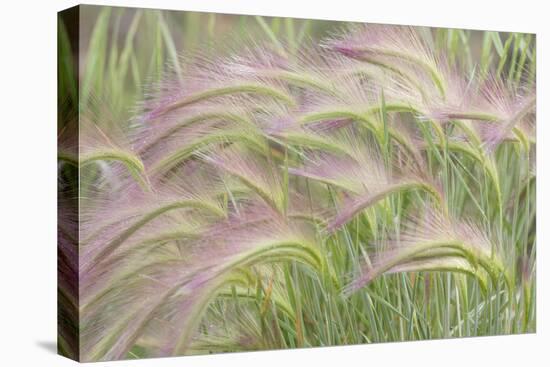 Canada, Yukon. Foxtail grass close-up.-Jaynes Gallery-Stretched Canvas