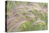 Canada, Yukon. Foxtail grass close-up.-Jaynes Gallery-Stretched Canvas