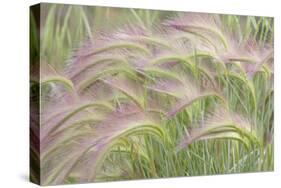 Canada, Yukon. Foxtail grass close-up.-Jaynes Gallery-Stretched Canvas