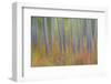 Canada, Yukon, Kluane National Park. Abstract motion blur of aspen trees.-Jaynes Gallery-Framed Photographic Print