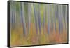 Canada, Yukon, Kluane National Park. Abstract motion blur of aspen trees.-Jaynes Gallery-Framed Stretched Canvas