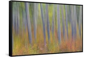 Canada, Yukon, Kluane National Park. Abstract motion blur of aspen trees.-Jaynes Gallery-Framed Stretched Canvas