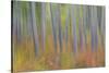 Canada, Yukon, Kluane National Park. Abstract motion blur of aspen trees.-Jaynes Gallery-Stretched Canvas