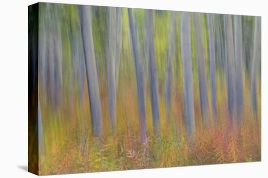 Canada, Yukon, Kluane National Park. Abstract motion blur of aspen trees.-Jaynes Gallery-Stretched Canvas
