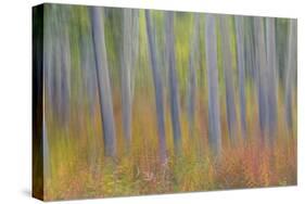 Canada, Yukon, Kluane National Park. Abstract motion blur of aspen trees.-Jaynes Gallery-Stretched Canvas